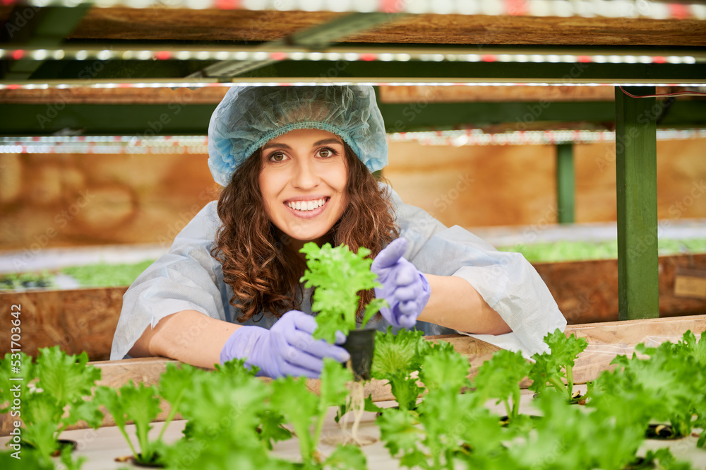 Obraz premium Happy woman agronomist studying plant growth in greenhouse. Cheerful female gardener holding pot with green leafy plant.