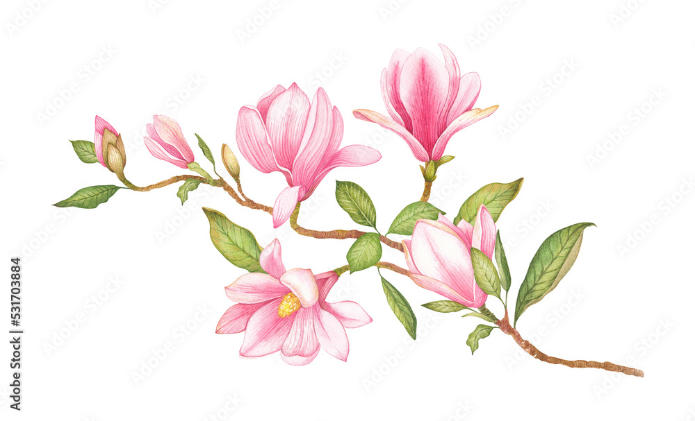 Watercolor illustration of a magnolia branch with pink flowers. Hand-drawn isolated tree flower close-up. Elements of botanical flowers for your design.