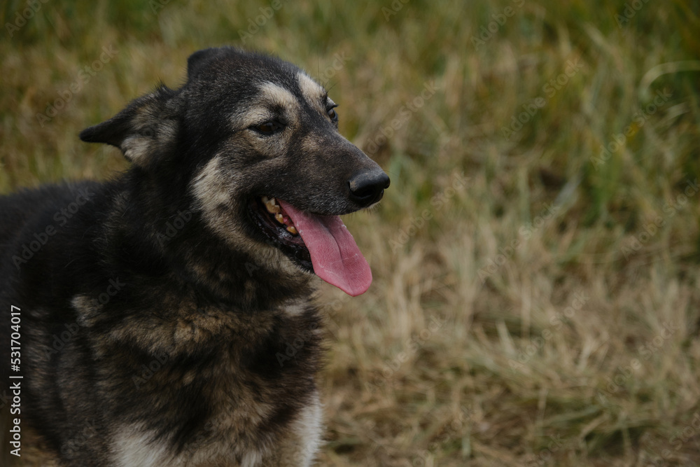Alaskan husky in the field before training in the fall, close-up portrait. Northern sled mixed breed dog. Gray fluffy mutt with brown eyes smiles with tongue sticking out.
