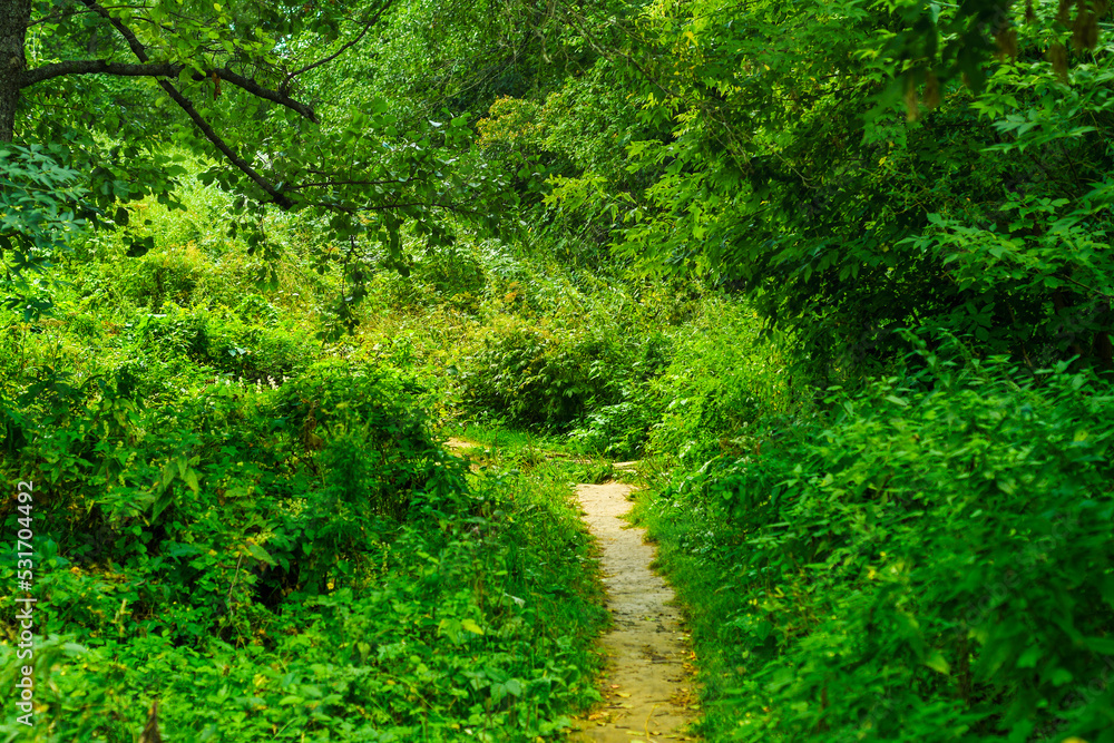 A narrow dirt path trodden in the woods in the countryside. A path for walking and hiking outside the city in the wild.