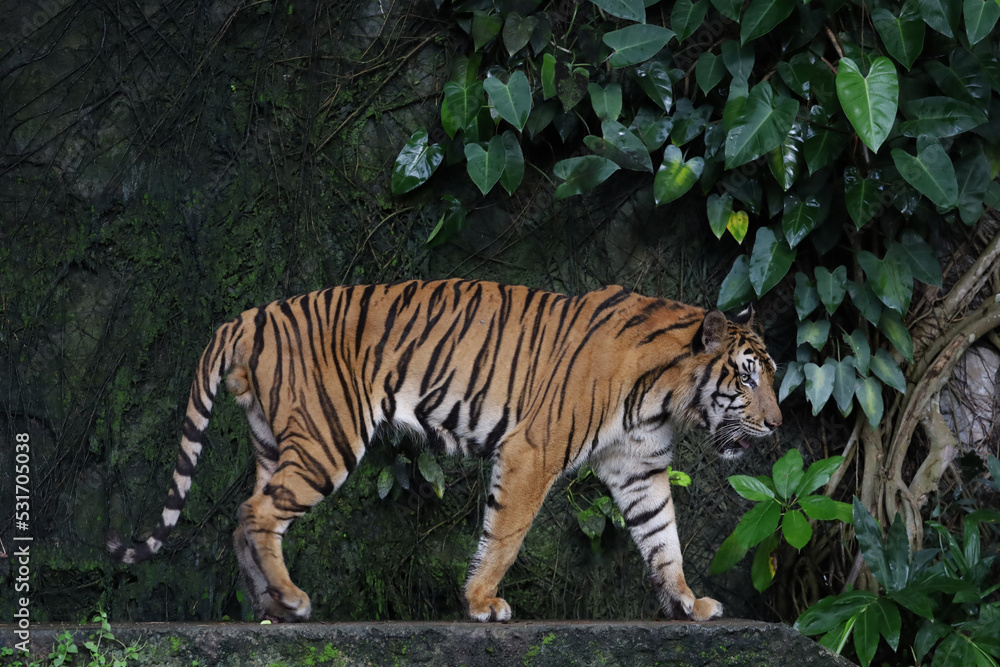 Close up Indochinese tiger is beautiful animal and dangerous Close up Indochinese tiger is beautiful animal and dangerous