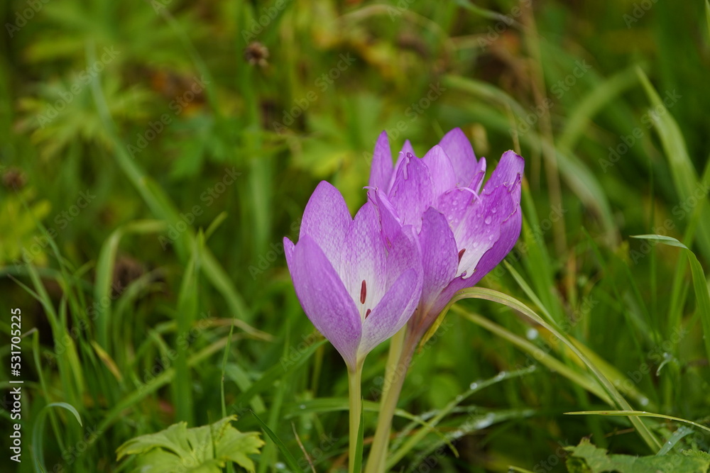 Colchicum autumnale, commonly known as autumn crocus, meadow saffron,or naked ladies, is a toxic autumn-blooming flowering plant that resembles the true crocuses, family Colchicaceae.
Colchicum autumnale, commonly known as autumn crocus, meadow saffron,or naked ladies, is a toxic autumn-blooming flowering plant that resembles the true crocuses, family Colchicaceae.