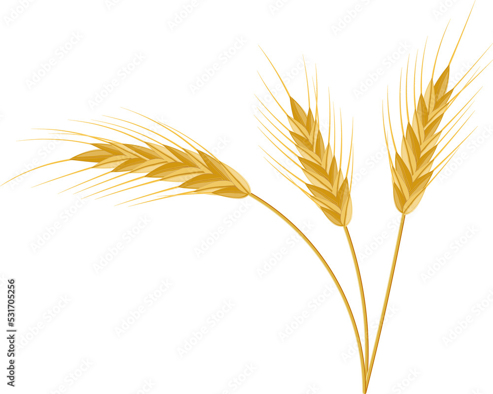 Whole stalks, wheat ears spikelets with seeds. Whole stalks, wheat ears spikelets with seeds.