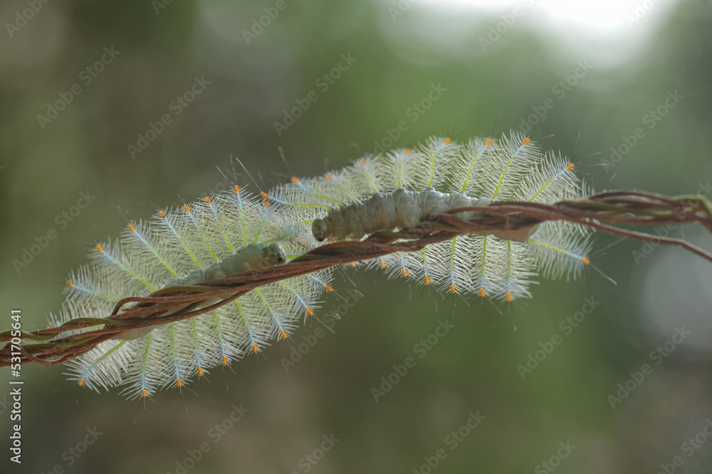 Unique  Caterpillar  with Beautiful Hairy