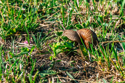 garden snail on the grass