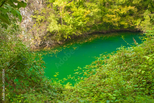 river in the forest