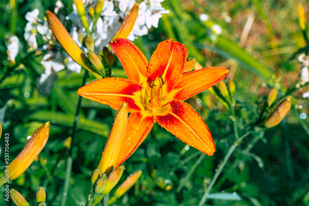 misty orange lily flower detail misty orange lily flower detail