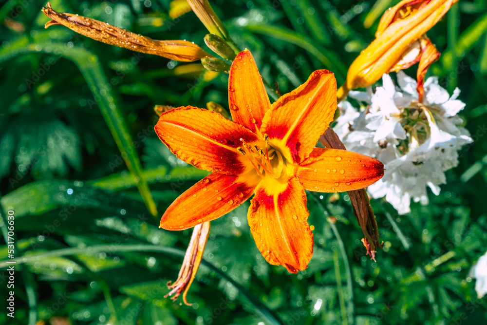 misty orange lily flower detail misty orange lily flower detail