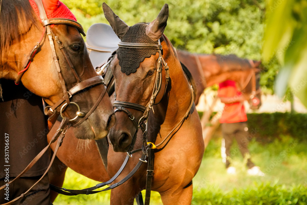 Obraz premium horse at show jumping competition