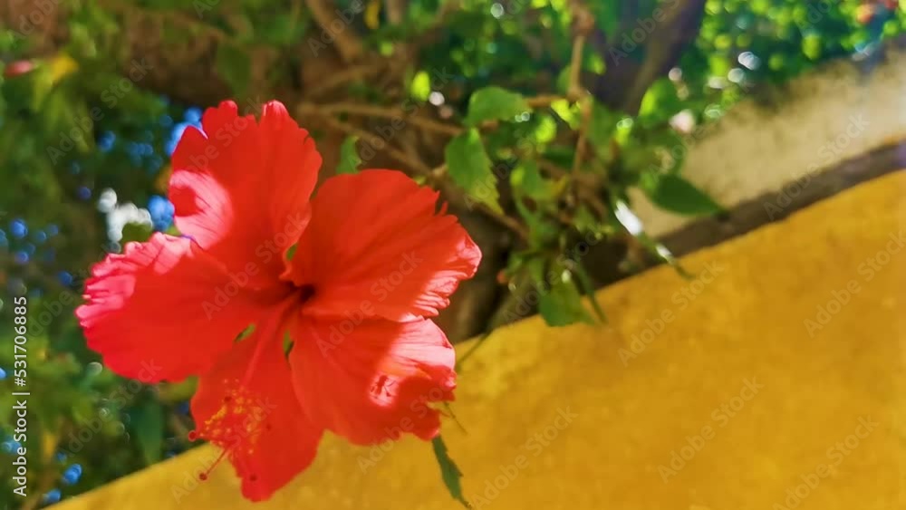 Red beautiful hibiscus flower shrub tree plant in Mexico. Red beautiful hibiscus flower shrub tree plant in Mexico.