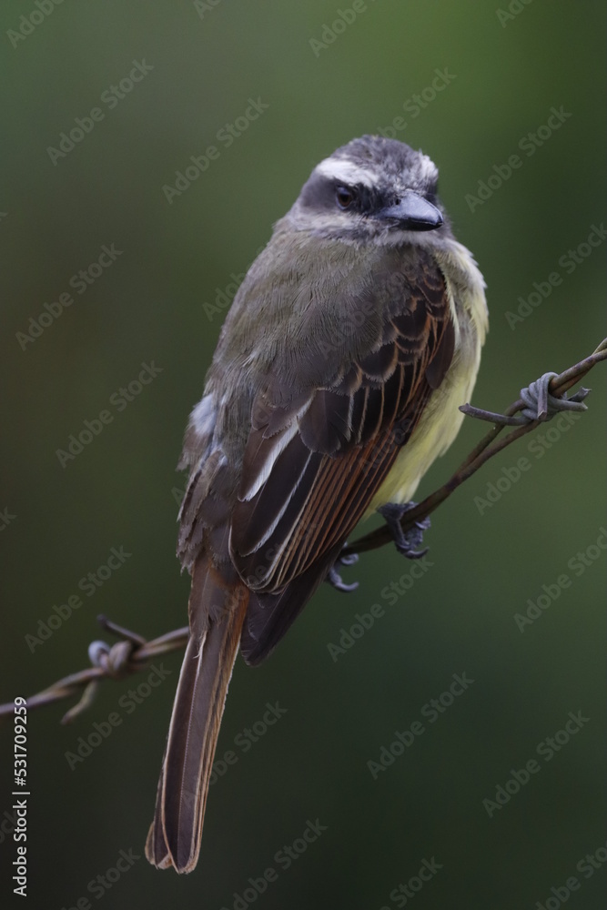 Naklejka premium PÁIAROS DE MANIZALES, CALDAS, COLOMBIA