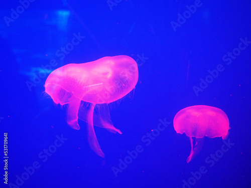 Colourful neon jellyfish swimming in water in COEX Aquarium, Seoul, South Korea photo