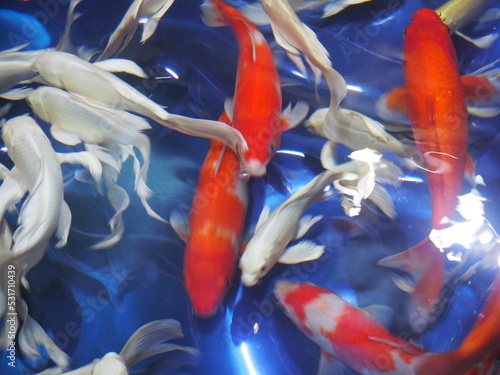 Orange and red and white koi fish swimming in blue water in COEX Aquarium, Seoul, South Korea photo