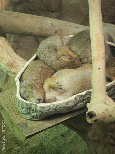 Sleeping prairie dogs in COEX Aquarium, Seoul, South Korea photo