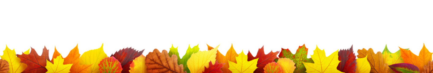 Seamless autumn leaves border cut out