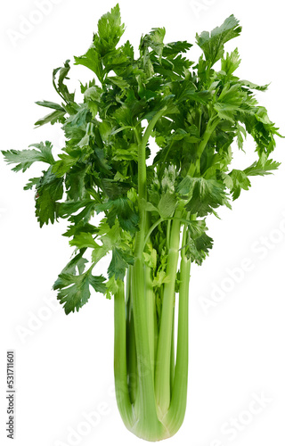 fresh celery photo
