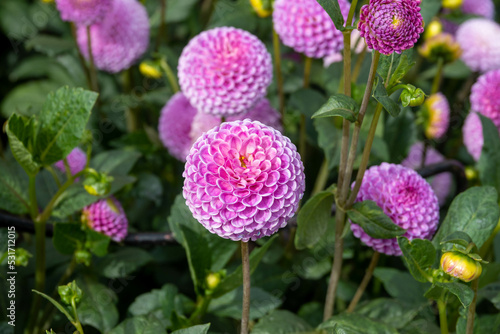 pretty bright pink pompom flowers of Franz Kafka dahlia