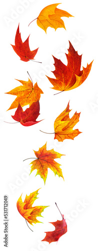 Falling red and orange maple leaves cut out photo