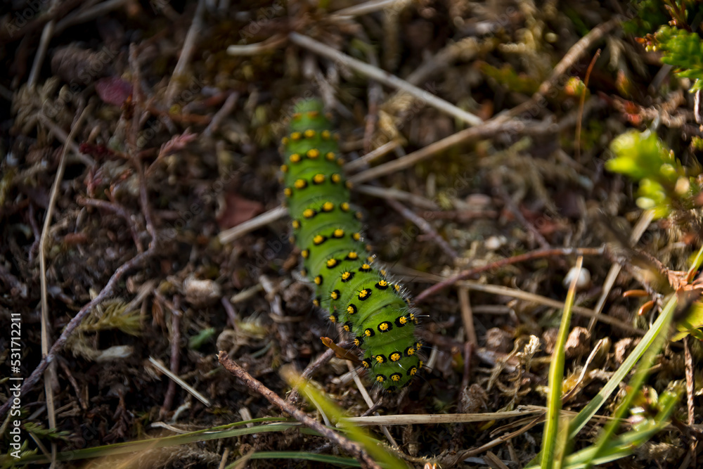 Close-up of a green caterpillar Close-up of a green caterpillar
