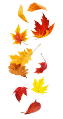 Red and yellow autumn tree leaves in the air cut out