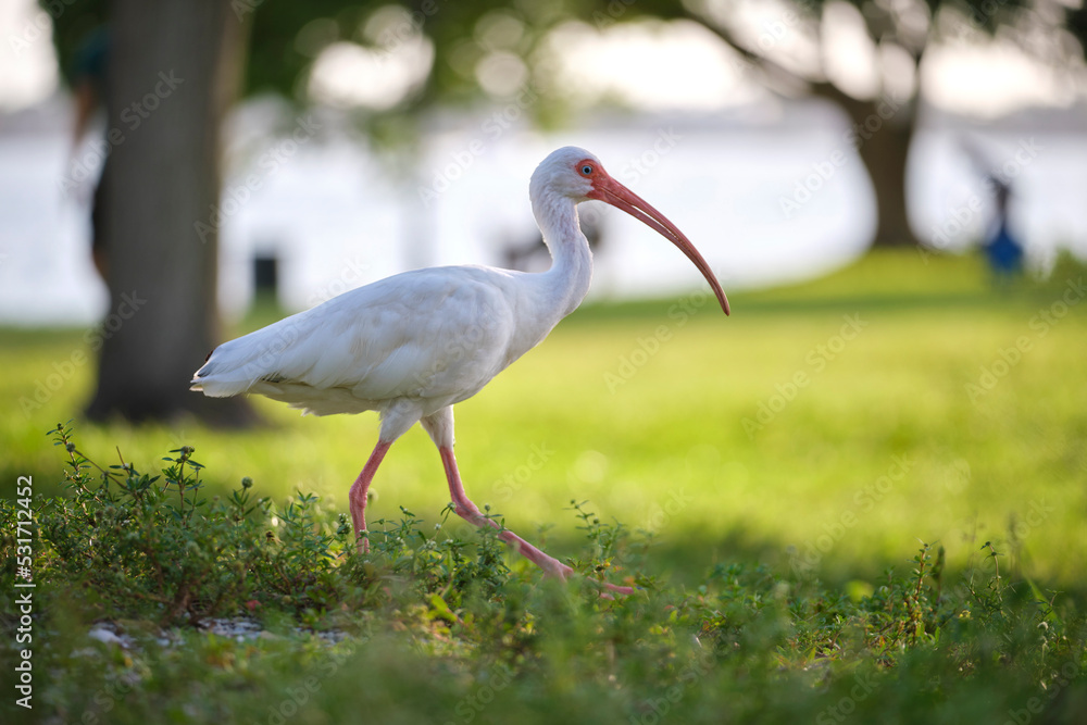 Obraz premium White ibis wild bird, also known as great egret or heron walking on grass in town park in summer