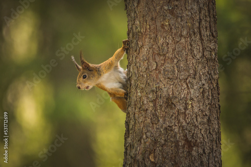 Eichhörnchen im Wald © Rebekka