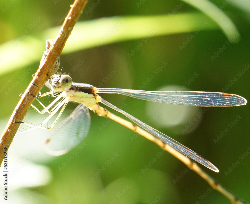 Damselfly Sits Pretty in Beautiful Pose in Macro Garden Photos Damselfly Sits Pretty in Beautiful Pose in Macro Garden Photos