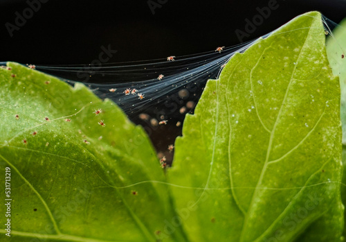 Macro of spider mites on basil
 photo