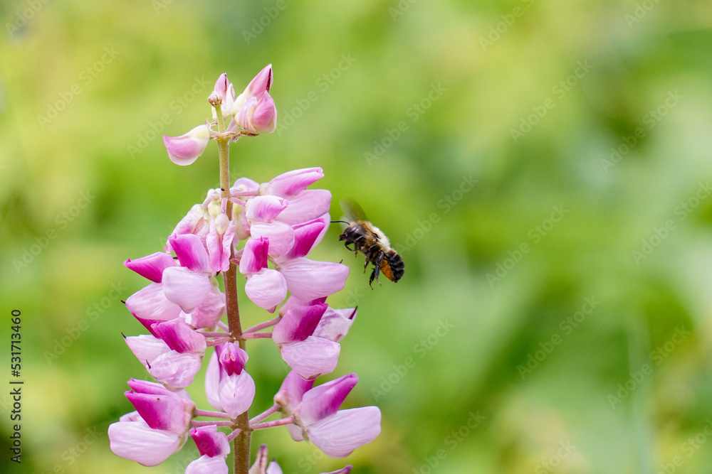 Macro Bee Pollinates Garden Flowers, Pink, Purple, Green Macro Bee Pollinates Garden Flowers, Pink, Purple, Green