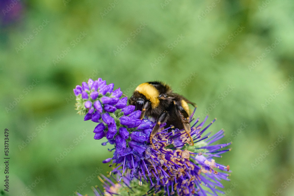 Macro Bee Pollinates Garden Flowers, Pink, Purple, Green Macro Bee Pollinates Garden Flowers, Pink, Purple, Green