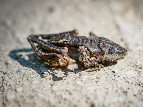 Desiccated Dead Frog Skeleton Mummy Dried Out On Dirt Road