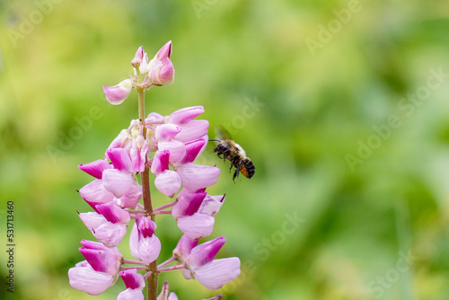 Macro Bee Pollinates Garden Flowers, Pink, Purple, Green