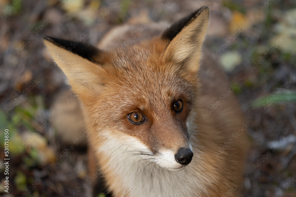 Fototapeta premium Fuchs