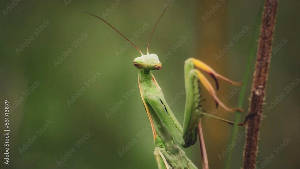 Majestic Green Praying Mantis Poses in Garden on Soft Background Blur Majestic Green Praying Mantis Poses in Garden on Soft Background Blur
