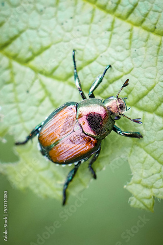Japanese Beetle rests on a green leaf in Macro © Christine Grindle
