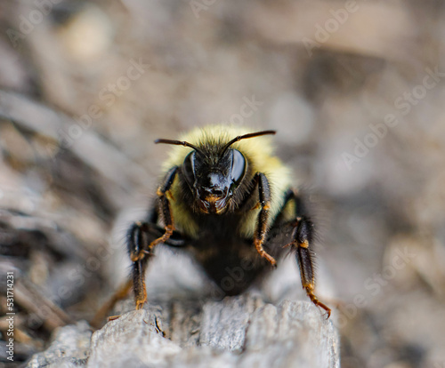 Macro Bee Pollinates Garden