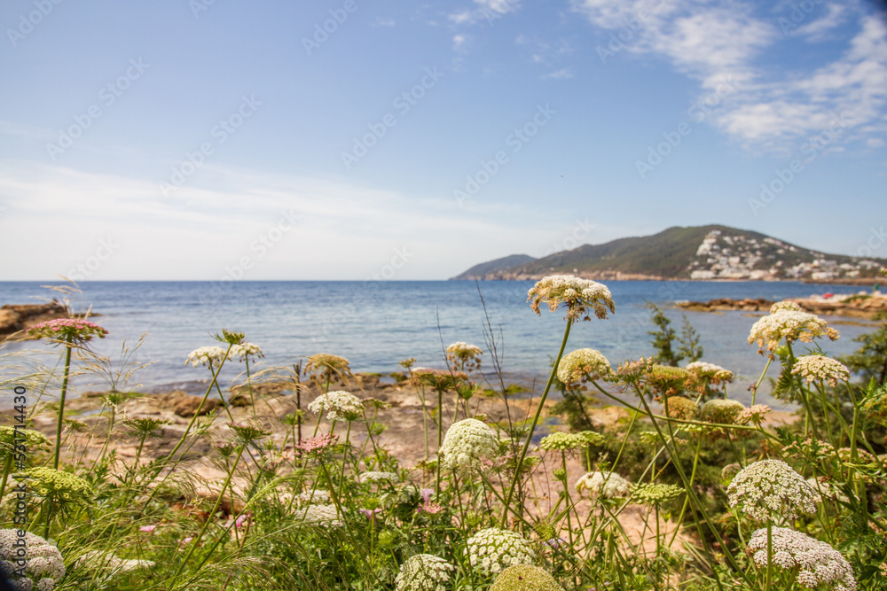 Wild flowers with view of the Mediterranean Sea in springtime near Santa Eulalia del Rio, Ibiza, Spain 