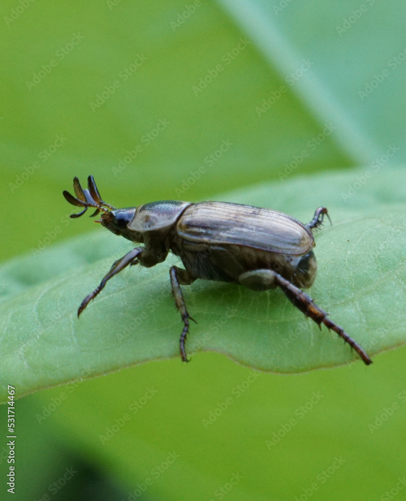 Macro of Adorable Pine Shoot Beetle resting on a green leaf Macro of Adorable Pine Shoot Beetle resting on a green leaf
