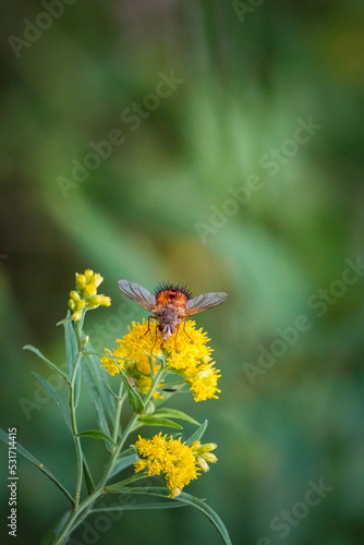 Bee-Like Tachinid Fly Poses on Yellow Goldenrod in Macro Garden Photo © Christine Grindle