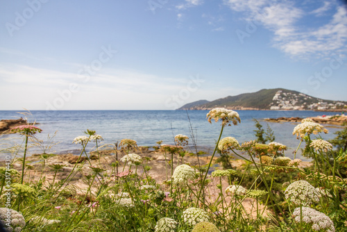 Wild flowers with view of the Mediterranean Sea in springtime near Santa Eulalia del Rio, Ibiza, Spain 