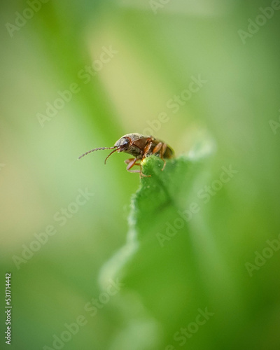 Adorable Bug Poses with Giant Eyes on Tip of Leaf with Soft Green Background Blur