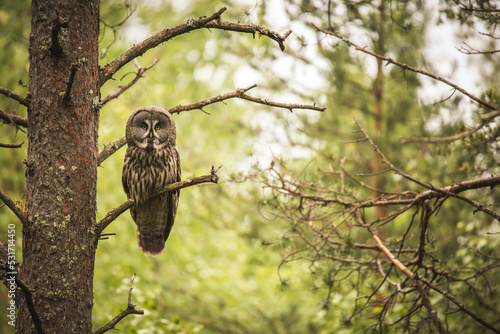 Bartkauz im Wald photo