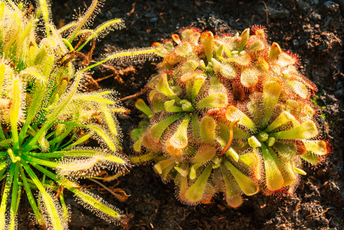 Drosera aliciae alice sundew carnivorous plant