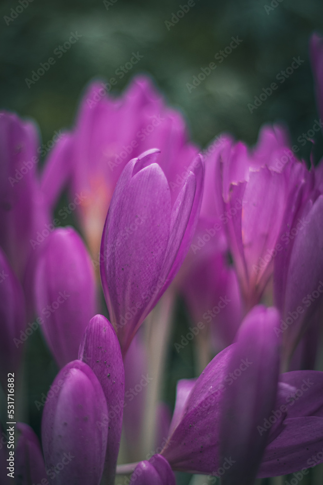 Zimowit jesienny Colchicum autumnale Zimowit jesienny Colchicum autumnale