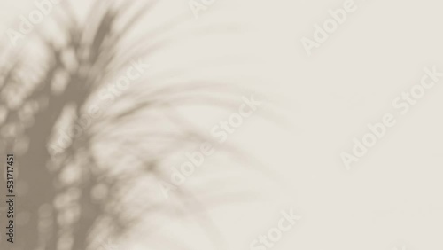 Shadow of moving palm leaves on the wall loopable background. 3d render