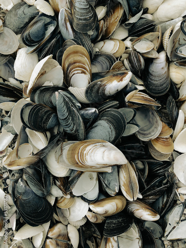 A bunch of seashells as a pattern on the Black sea coast