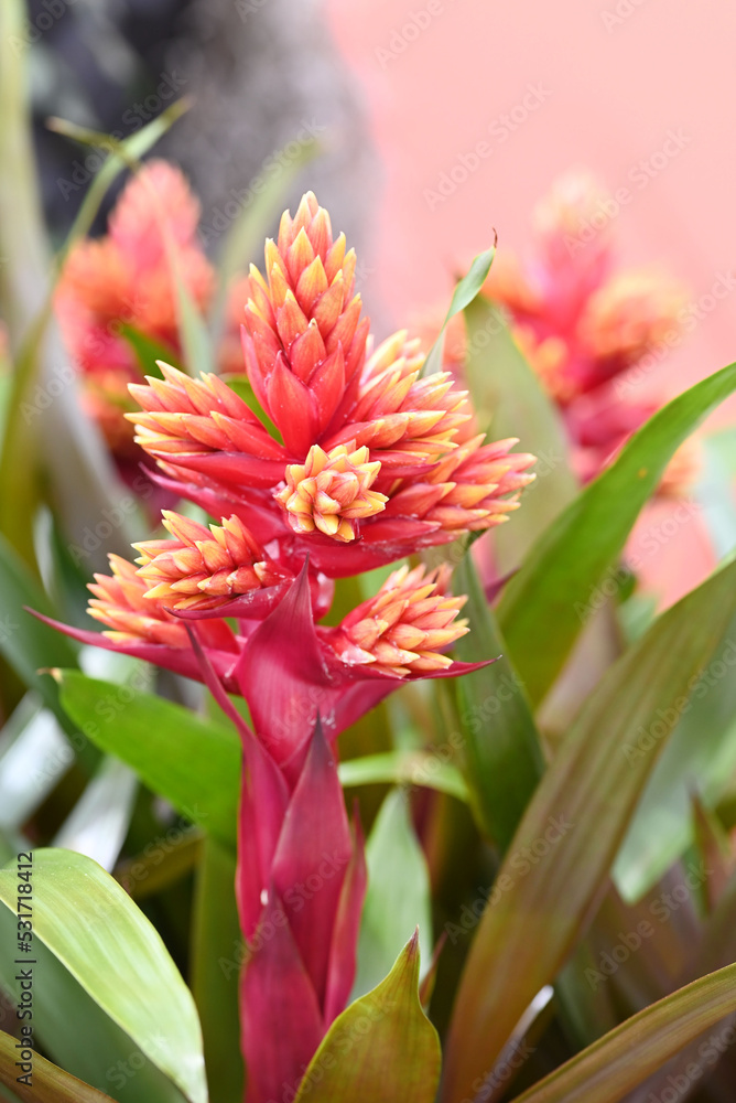 Bromelia flower red beautiful natural isolated on red background. Bromelia flower red beautiful natural isolated on red background.