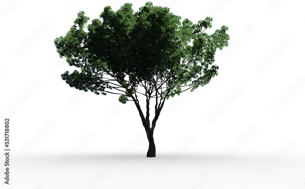 Image of a small tree with green leaves Image of a small tree with green leaves