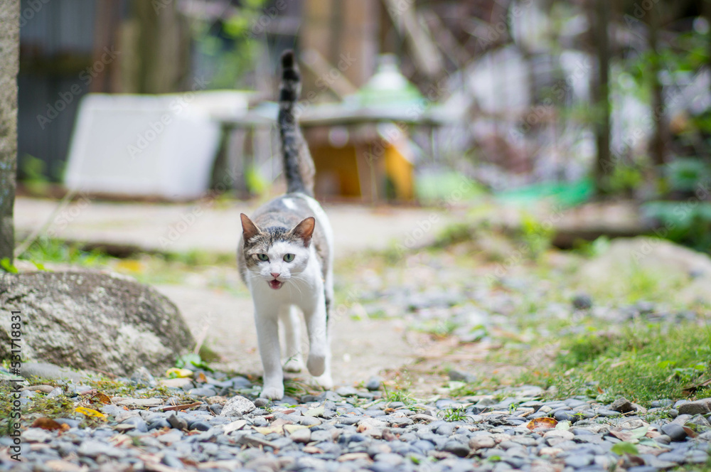 鳴きながら駆け寄ってくる人懐っこい野良猫 Stock Photo Adobe Stock