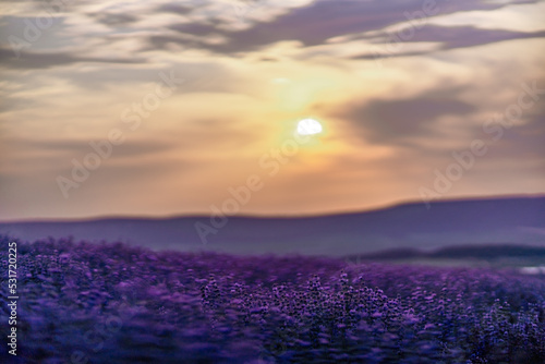 Blooming lavender in a field at sunset in Provence. Fantastic summer mood  floral sunset landscape of meadow lavender flowers. Peaceful bright and relaxing nature scenery.